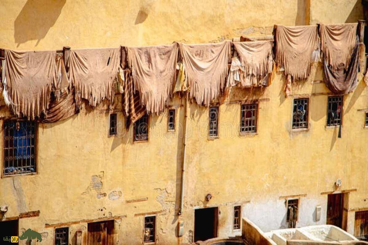 چرم فاس؛ بهترین چرم دنیا که با فضله کبوتر درست میشود چرم فاس؛ بهترین چرم دنیا که با فضله کبوتر درست میشود