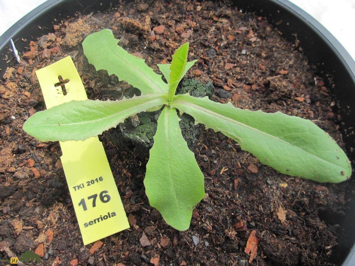 کاهوی وحشی خاردار