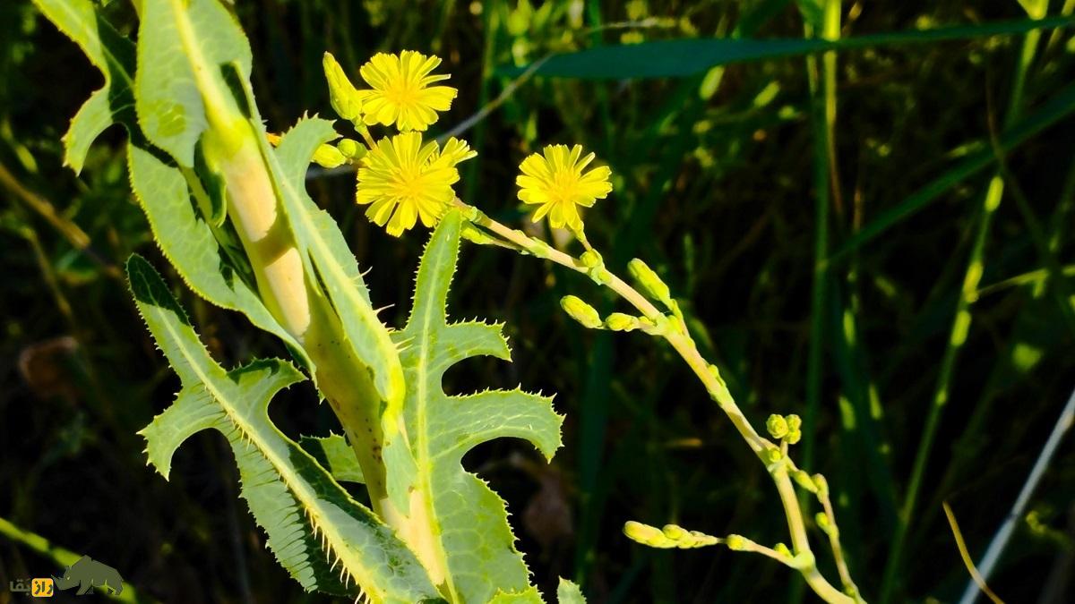 کاهوی وحشی خاردار