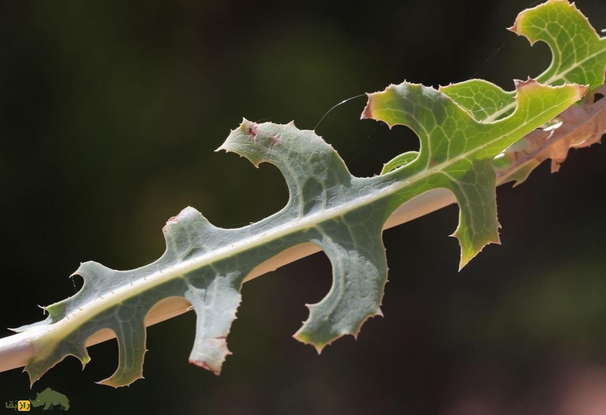 کاهوی وحشی خاردار