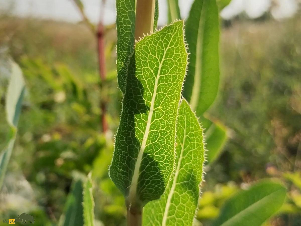 کاهوی وحشی خاردار