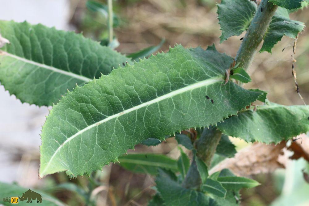 کاهوی تریاکی