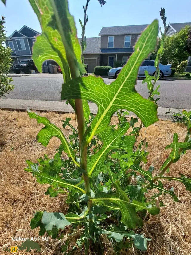 کاهوی تریاکی