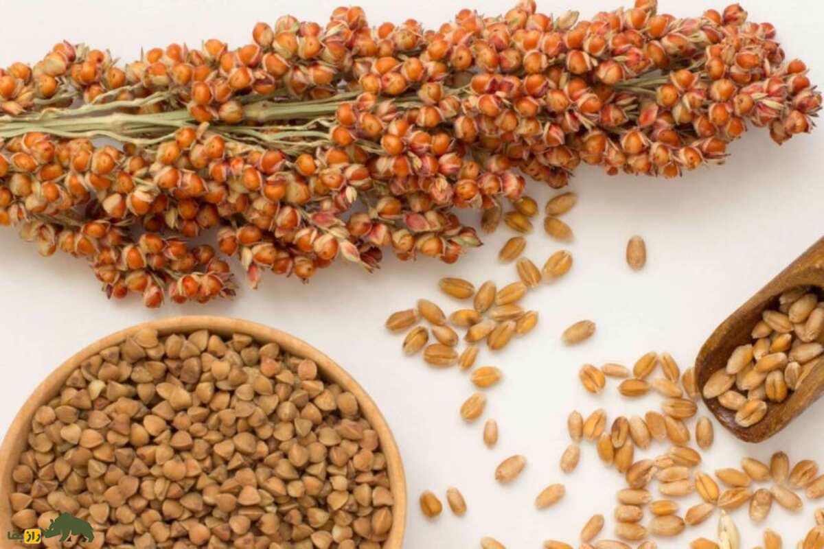 سورگوم؛ غلهای تابستانی و کمآب از دل خوزستان که جای ذرت را میگیرد و سود کشاورز را دوچندان میکند سورگوم؛ غلهای تابستانی و کمآب از دل خوزستان که جای ذرت را میگیرد و سود کشاورز را دوچندان میکند