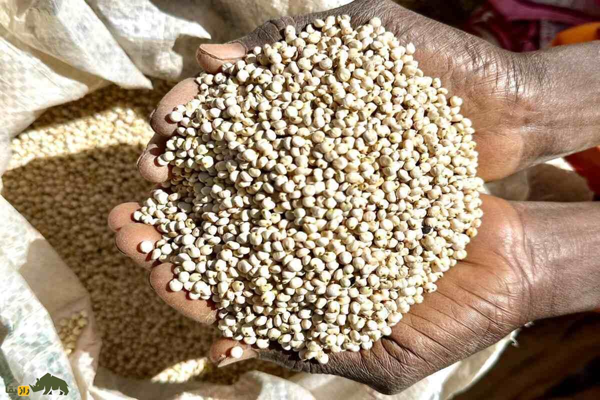 سورگوم؛ غلهای تابستانی و کمآب از دل خوزستان که جای ذرت را میگیرد و سود کشاورز را دوچندان میکند سورگوم؛ غلهای تابستانی و کمآب از دل خوزستان که جای ذرت را میگیرد و سود کشاورز را دوچندان میکند