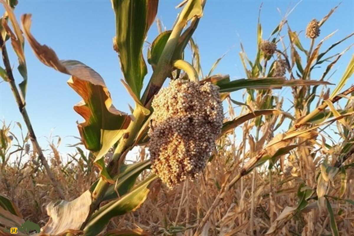 سورگوم؛ غلهای تابستانی و کمآب از دل خوزستان که جای ذرت را میگیرد و سود کشاورز را دوچندان میکند سورگوم؛ غلهای تابستانی و کمآب از دل خوزستان که جای ذرت را میگیرد و سود کشاورز را دوچندان میکند
