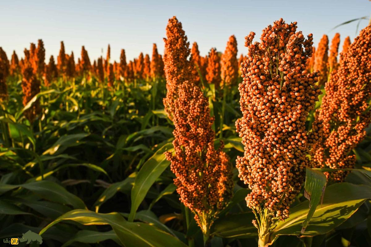 سورگوم یا ذرت خوشه‌ای؛ غله‌ای تابستانی در خوزستان که جای ذرت را گرفته، آب کم مصرف می‌کند و کاشت آن سود زیادی دارد