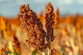 سورگوم یا ذرت خوشهای؛ غلهای تابستانی در خوزستان که جای ذرت را گرفته، آب کم مصرف میکند و کاشت آن سود زیادی دارد