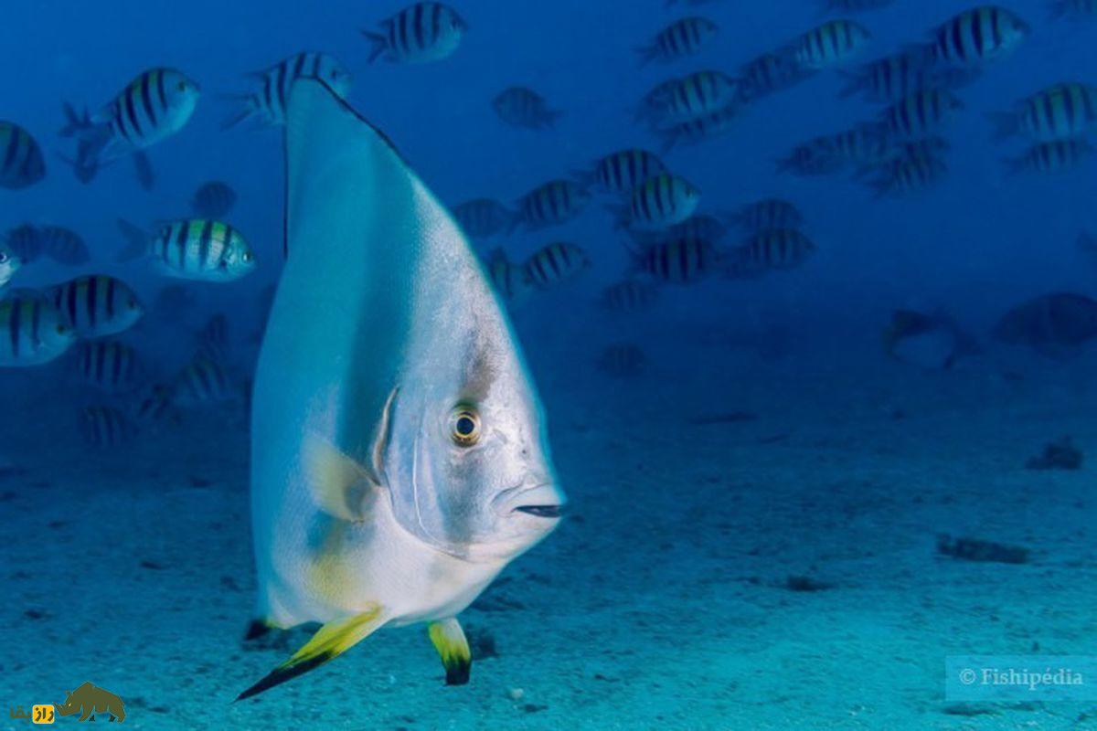 شترماهی؛ بدمزهترین ماهی خلیجفارس که ظاهر بسیار عجیبی دارد شترماهی؛ بدمزهترین ماهی خلیجفارس که ظاهر بسیار عجیبی دارد