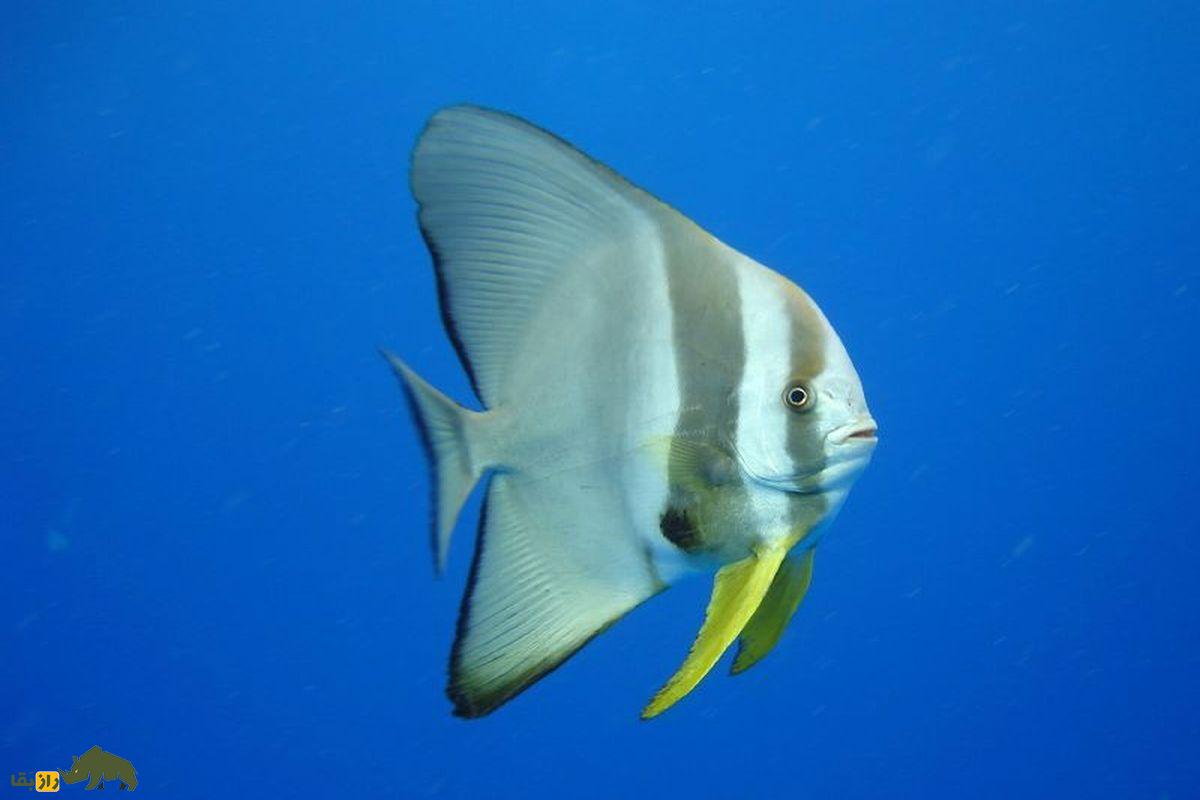 شترماهی؛ بدمزهترین ماهی خلیجفارس که ظاهر بسیار عجیبی دارد شترماهی؛ بدمزهترین ماهی خلیجفارس که ظاهر بسیار عجیبی دارد