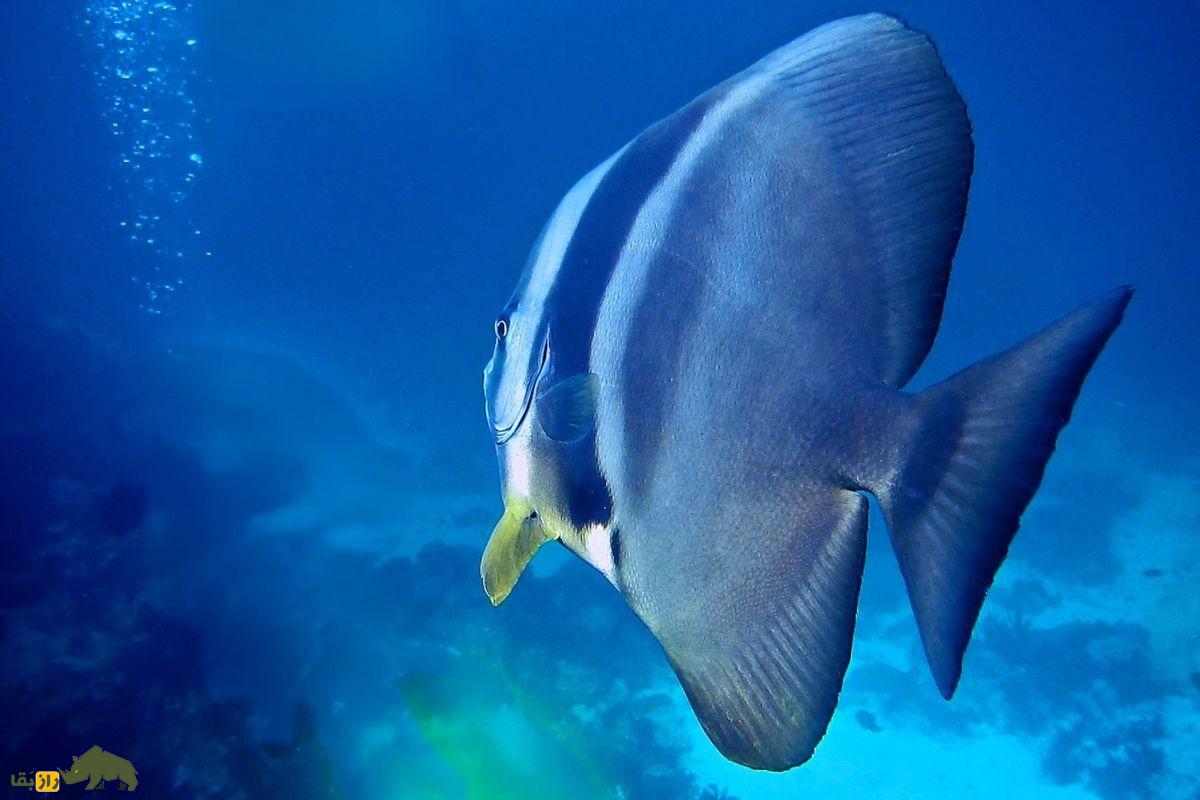 شترماهی؛ بدمزهترین ماهی خلیجفارس که ظاهر بسیار عجیبی دارد شترماهی؛ بدمزهترین ماهی خلیجفارس که ظاهر بسیار عجیبی دارد