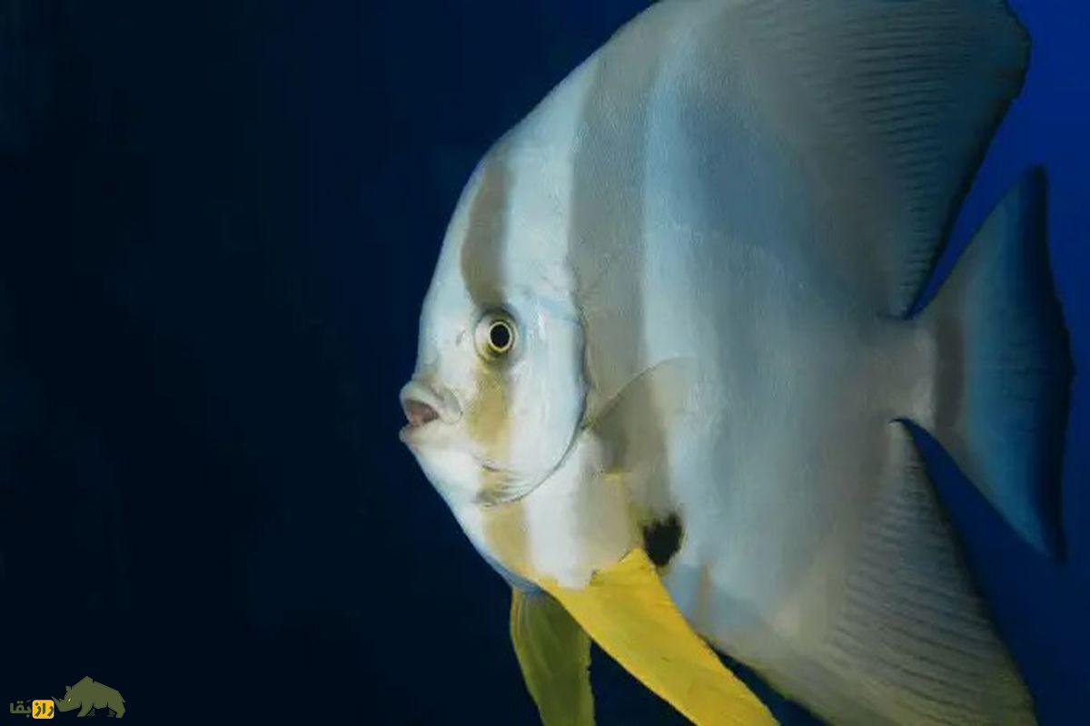 شترماهی؛ بدمزهترین ماهی خلیجفارس که ظاهر بسیار عجیبی دارد شترماهی؛ بدمزهترین ماهی خلیجفارس که ظاهر بسیار عجیبی دارد