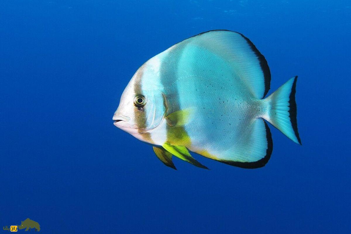 شترماهی؛ بدمزهترین ماهی خلیجفارس که ظاهر بسیار عجیبی دارد شترماهی؛ بدمزهترین ماهی خلیجفارس که ظاهر بسیار عجیبی دارد