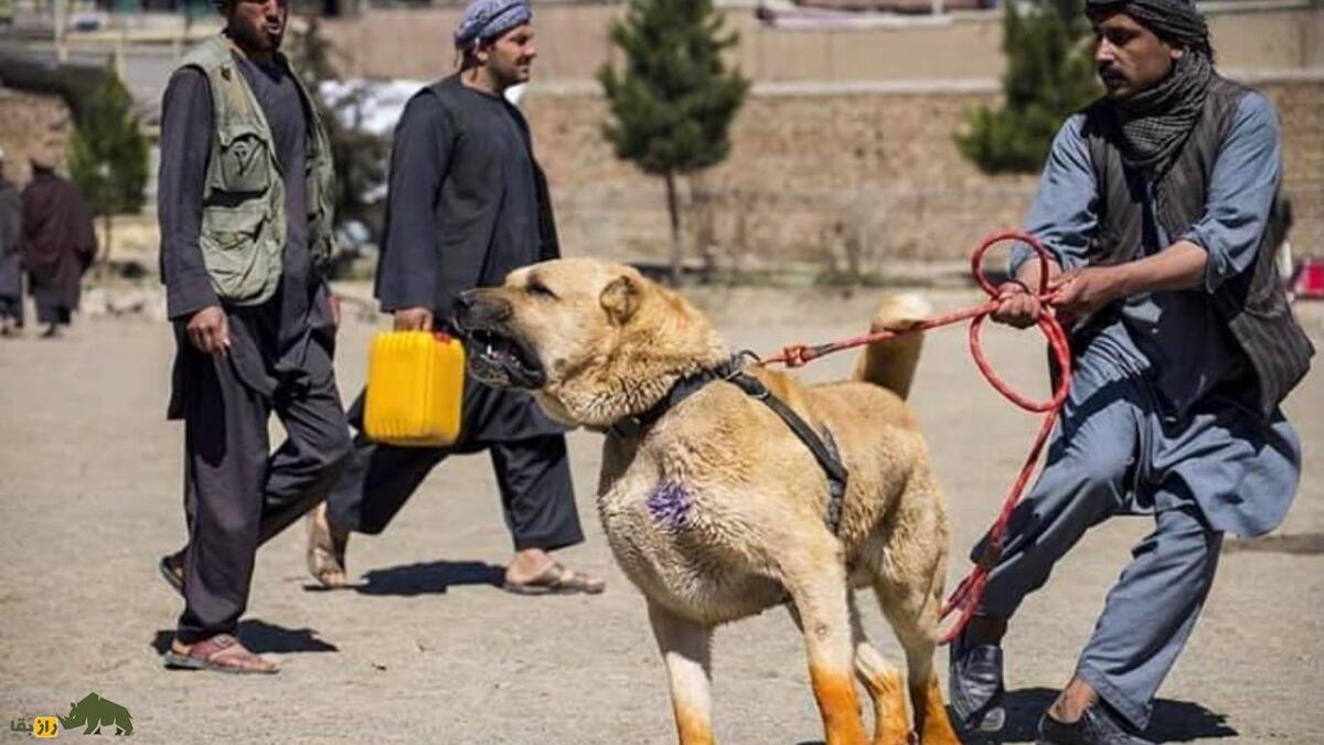 سگ کوچی: سگ غول‌پیکر افغانستانی مشهور به «شپرد افغانی» که غریزه درمان خودکار دارد