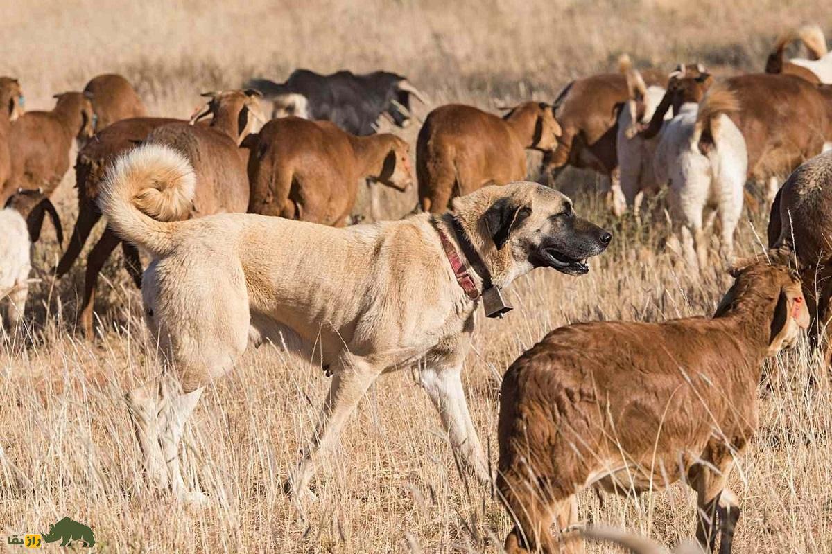 نبرد دو غول دنیای سگها: در مبارزه بین سگ کانگال و سگ سرابی کدامیک پیروز میشود؟ سگ کانگال