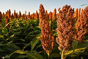 سورگوم یا ذرت خوشه‌ای؛ غله‌ای تابستانی در خوزستان که جای ذرت را گرفته، آب کم مصرف می‌کند و کاشت آن سود زیادی دارد