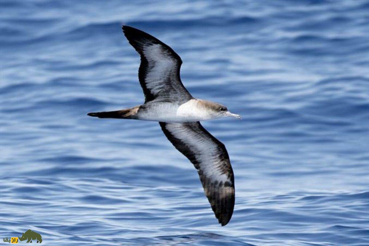 کبوتر دریایی دم کوتاه؛ مشاهده عجیبترین پرنده دنیا در سواحل خلیجفارس کبوتر دریایی دم کوتاه؛ مشاهده عجیبترین پرنده دنیا در سواحل خلیجفارس