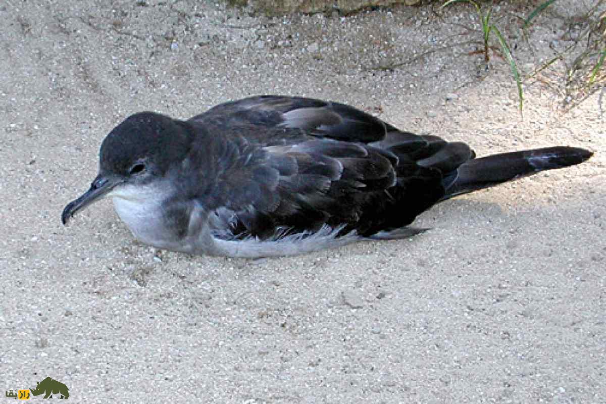 کبوتر دریایی دم کوتاه؛ مشاهده عجیبترین پرنده دنیا در سواحل خلیجفارس کبوتر دریایی دم کوتاه؛ مشاهده عجیبترین پرنده دنیا در سواحل خلیجفارس