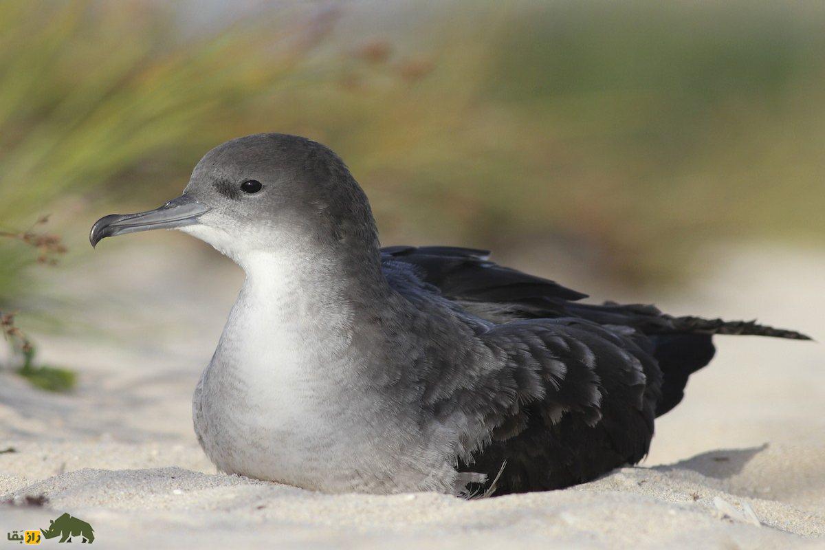 کبوتر دریایی دم کوتاه؛ مشاهده عجیبترین پرنده دنیا در سواحل خلیجفارس کبوتر دریایی دم کوتاه؛ مشاهده عجیبترین پرنده دنیا در سواحل خلیجفارس