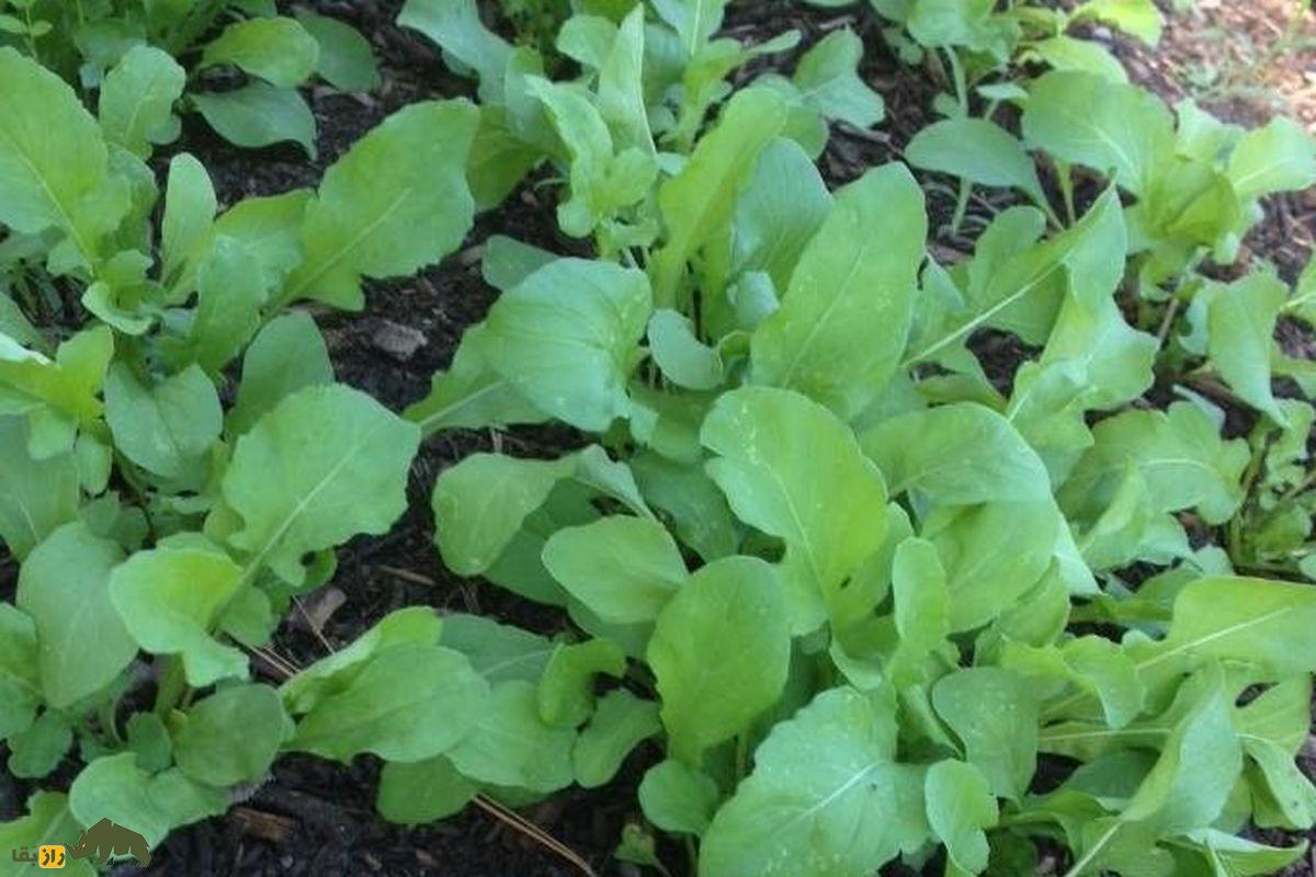 روکولا یا شابانک؛ سبزی معطر با خواص ضدسرطان و فواید طب سنتی که در ایران هم بهصورت خودرو میروید روکولا یا شابانک؛ سبزی معطر با خواص ضدسرطان و فواید طب سنتی که در ایران هم بهصورت خودرو میروید