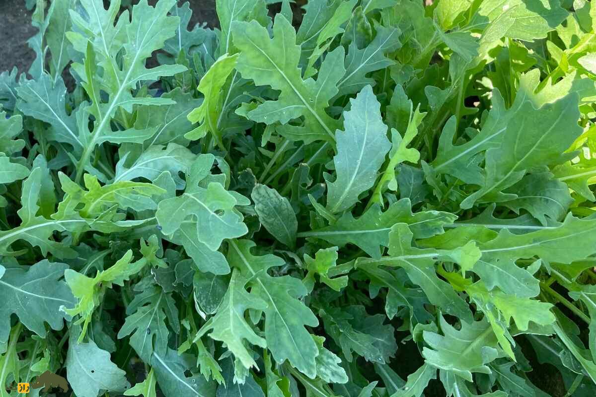 روکولا یا شابانک؛ سبزی معطر با خواص ضدسرطان و فواید طب سنتی که در ایران هم بهصورت خودرو میروید روکولا یا شابانک؛ سبزی معطر با خواص ضدسرطان و فواید طب سنتی که در ایران هم بهصورت خودرو میروید