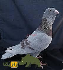 کبوتر آدانا؛ کبوتری بسیار زیبا از ترکیه با چین زیر گلو که در ایران طرفداران بسیار زیادی دارد کبوتر آدانا