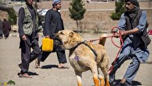 سگ کوچی: سگ غول‌پیکر افغانستانی مشهور به «شپرد افغانی» که غریزه درمان خودکار دارد