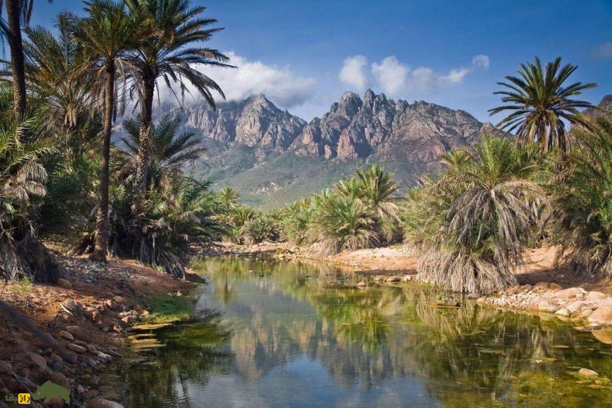 سقطرا، جزیرهی جادویی اقیانوس هند با گیاهان و حیواناتی عجیب و منحصربهفرد که انگار از دل فضا آمدهاند! سقطرا، جزیرهی جادویی اقیانوس هند با گیاهان و حیواناتی عجیب و منحصربهفرد که انگار از دل فضا آمدهاند!