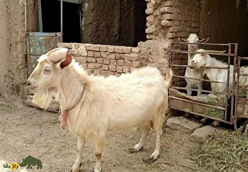 شیر دادن بُز نر؛ فیلمی باورنکردنی از «بُز نر» گردن کلفتی در ایران که روزانه یک لیوان شیر میدهد!