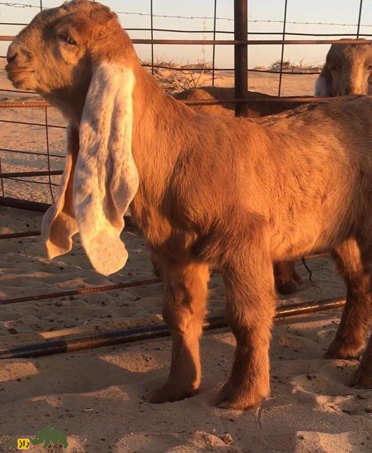 بز حجازی؛ مشهورترین بز عربستان با گوشهای دراز که گوشت لذیذی دارد و شاهزادههای سعودی آن را درسته میخورند! بز حجازی