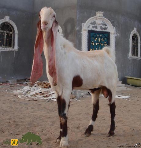 بز حجازی؛ مشهورترین بز عربستان با گوشهای دراز که گوشت لذیذی دارد و شاهزادههای سعودی آن را درسته میخورند! بز حجازی؛ مشهورترین بز عربستان با گوشهای دراز که گوشت لذیذی دارد و شاهزادههای سعودی آن را درسته میخورند!