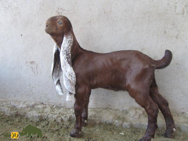 بز حجازی؛ مشهورترین بز عربستان با گوشهای دراز که گوشت لذیذی دارد و شاهزادههای سعودی آن را درسته میخورند! بز حجازی؛ مشهورترین بز عربستان با گوشهای دراز که گوشت لذیذی دارد و شاهزادههای سعودی آن را درسته میخورند!