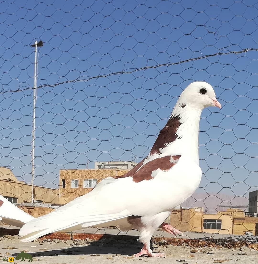 کبوتر تیکهپاره؛ کبوتر اصیل تهرانی با طرح رنگی نامنظم که بهترین نوع آن در دولاب یافت میشود کبوتر تیکهپاره