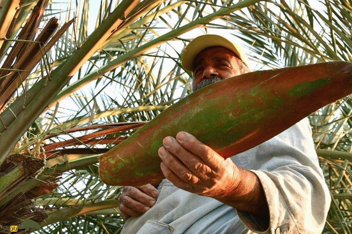 هبار دادن نخل؛ درخت نخل چطور بارور می‌شود و بهترین روش برای پرورش دادن باکیفیت‌ترین خرمای ایران چیست؟
