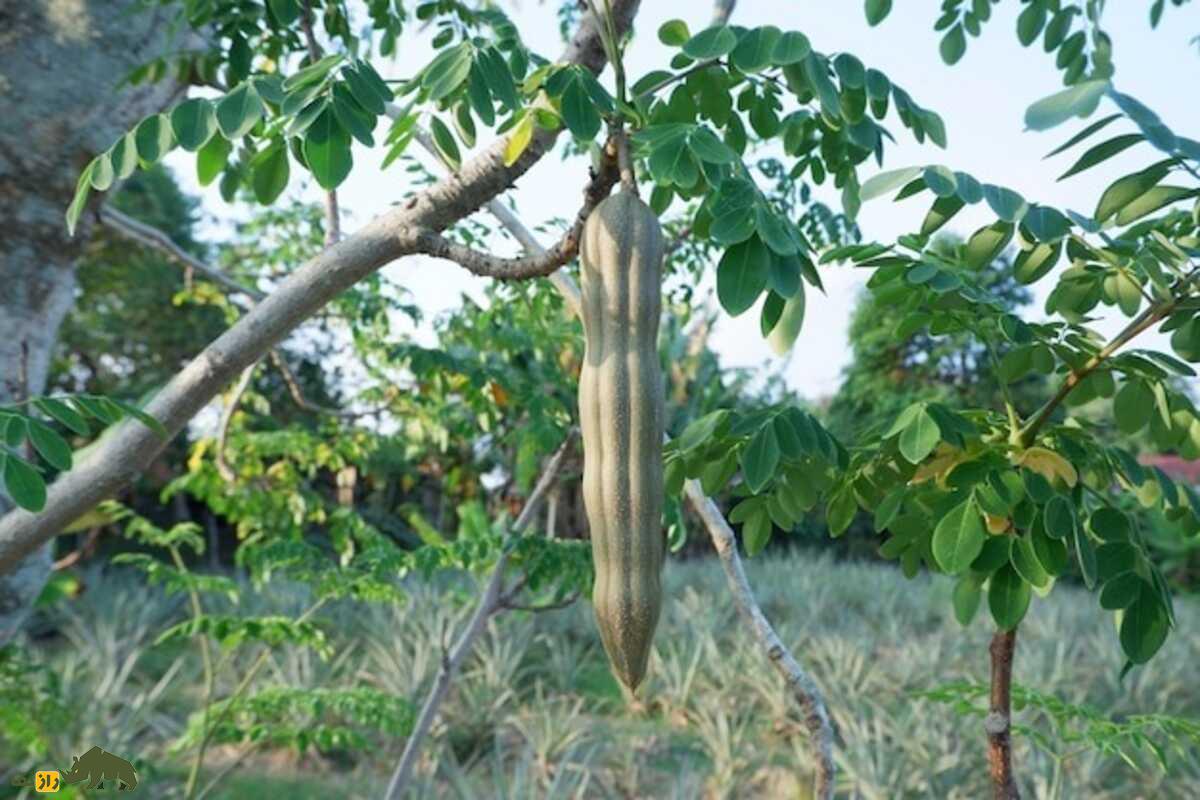 گز روغنی؛ طلای سبز جنوب ایران که به خشکسالی مقاوم است و سود اقتصادی بسیار بالایی دارد