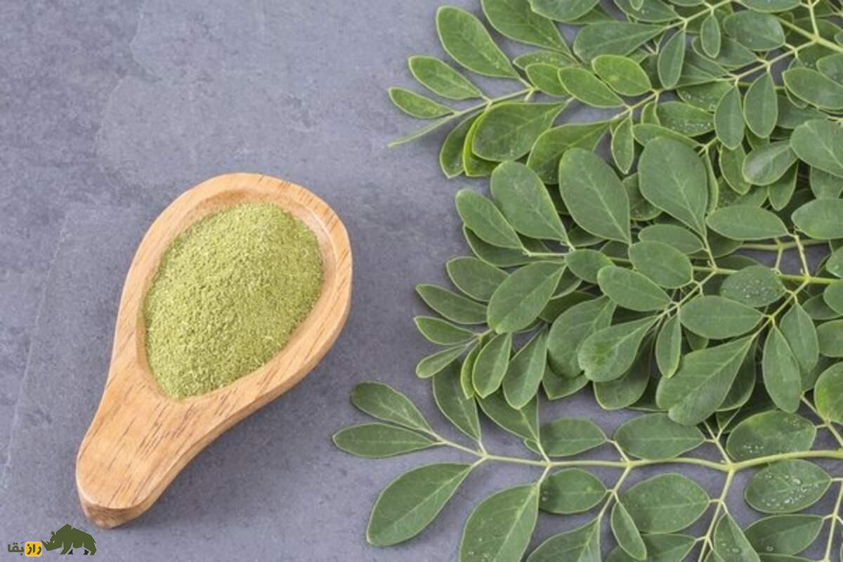 گز روغنی؛ طلای سبز جنوب ایران با خاصیت ضد خشکسالی و سود اقتصادی بالا