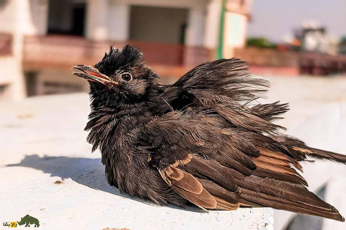 بلبل زیر دم سرخ؛ پرندهای مهاجر و همهچیزخوار با کاکل سیاه و دم قرمز که در کیش رها شد و حالا بومی شده است بلبل زیر دم سرخ؛ پرندهای مهاجر و همهچیزخوار با کاکل سیاه و دم قرمز که در کیش رها شد و حالا بومی شده است