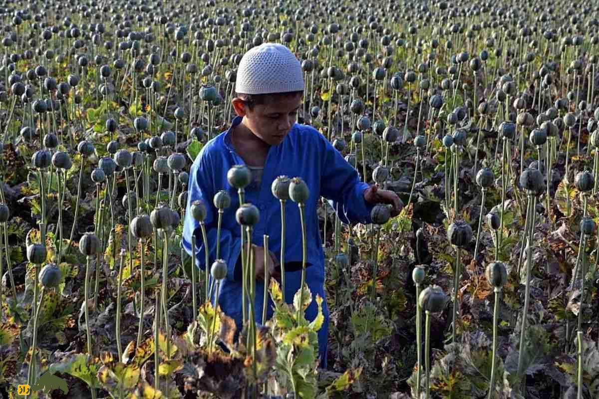 راز گیاه افسانهای خشخاش | از تولد در سومر تا نقش حیاتیاش در پزشکی، اعتیاد و تاریخ جهان راز گیاه افسانهای خشخاش | از تولد در سومر تا نقش حیاتیاش در پزشکی، اعتیاد و تاریخ جهان