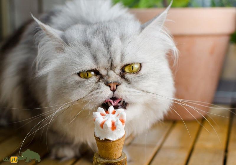 گربه در حال خوردن بستنی مخصوص گربه ها