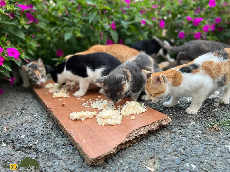 چندین گربه در یک حیاط سرسبز در حال غذا خوردن