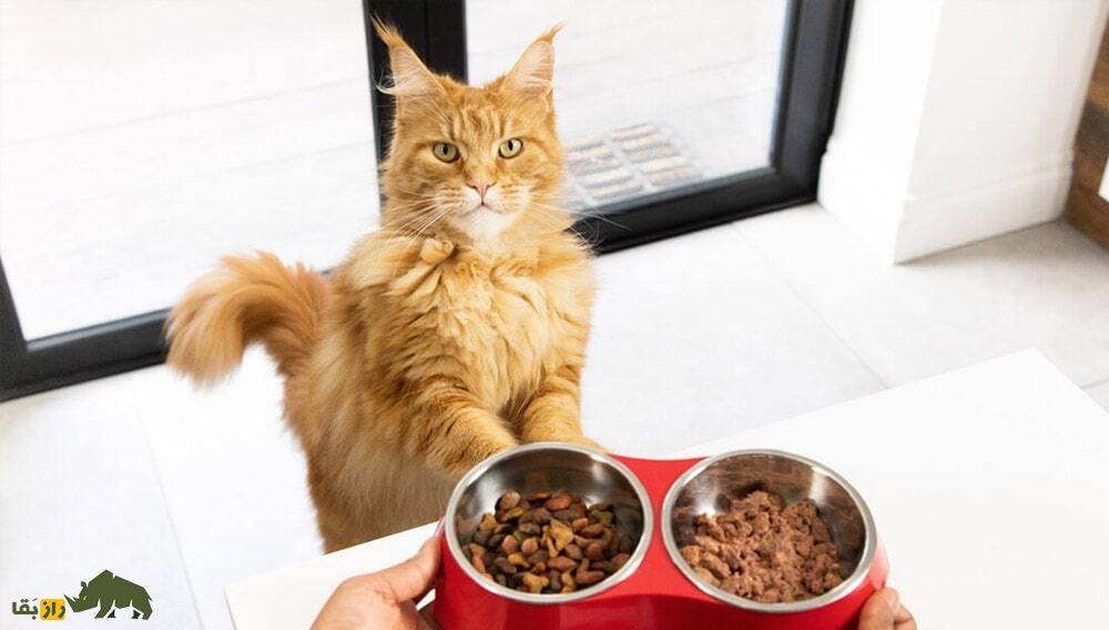 یک گربه خانگی روبه روی دو ظرف غذا