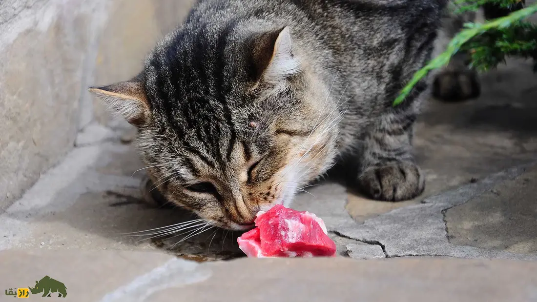 یک گربه در حال خوردن یک تکه گوشت