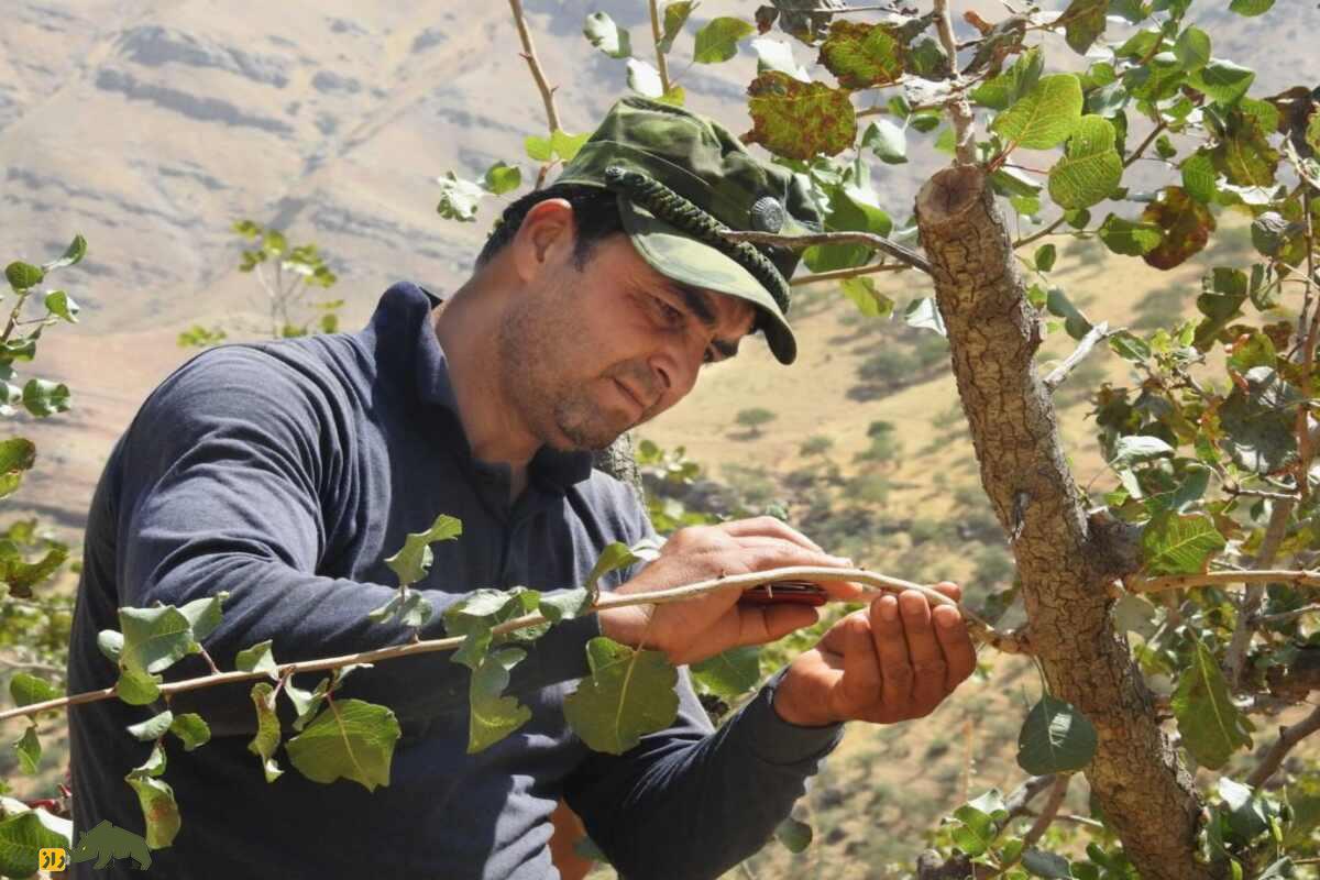 پیوند زدن پسته؛ راز طلای سبز ایران چیست و چطور می‌توان درخت پسته‌ای با بیشترین باردهی داشت؟