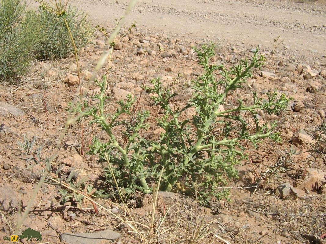 خوشاریزه؛ گیاهی دارویی و خوراکی که هم دلپیچه را درمان میکند و هم در غذاهای ماستدار استفاده میشود خوشاریزه