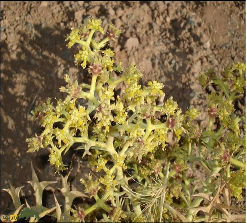 خوشاریزه؛ گیاهی دارویی و خوراکی که هم دلپیچه را درمان میکند و هم در غذاهای ماستدار استفاده میشود خوشاریزه