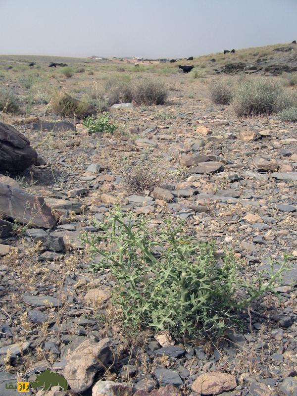 خوشاریزه؛ گیاهی دارویی و خوراکی که هم دلپیچه را درمان میکند و هم در غذاهای ماستدار استفاده میشود خوشاریزه