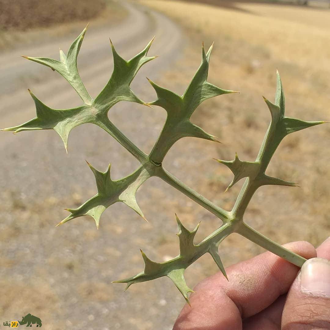 خوشاریزه؛ گیاهی دارویی و خوراکی که هم دلپیچه را درمان میکند و هم در غذاهای ماستدار استفاده میشود خوشاریزه