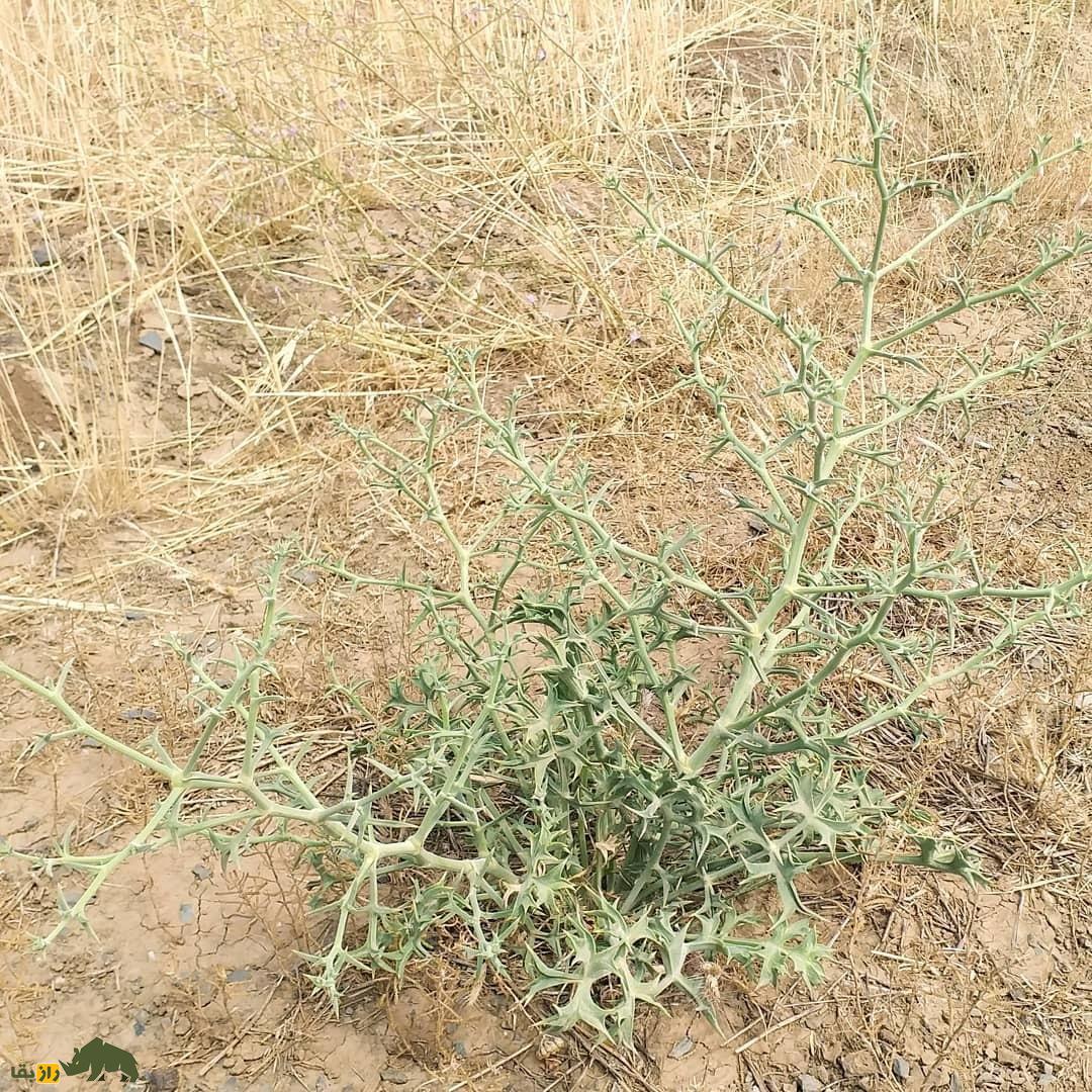 خوشاریزه؛ گیاهی دارویی و خوراکی که هم دلپیچه را درمان میکند و هم در غذاهای ماستدار استفاده میشود خوشاریزه