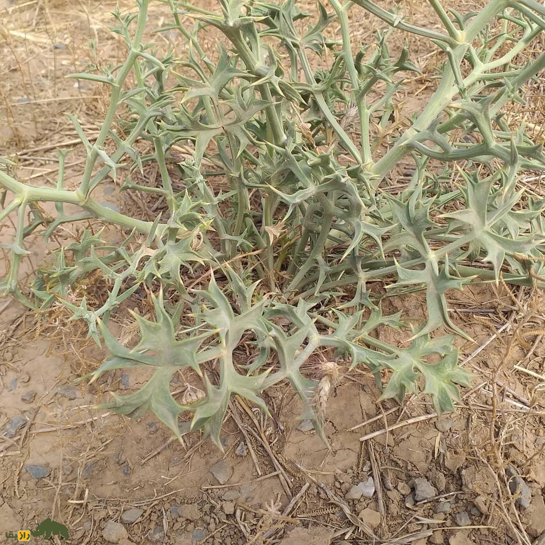 خوشاریزه؛ گیاهی دارویی و خوراکی که هم دلپیچه را درمان میکند و هم در غذاهای ماستدار استفاده میشود خوشاریزه