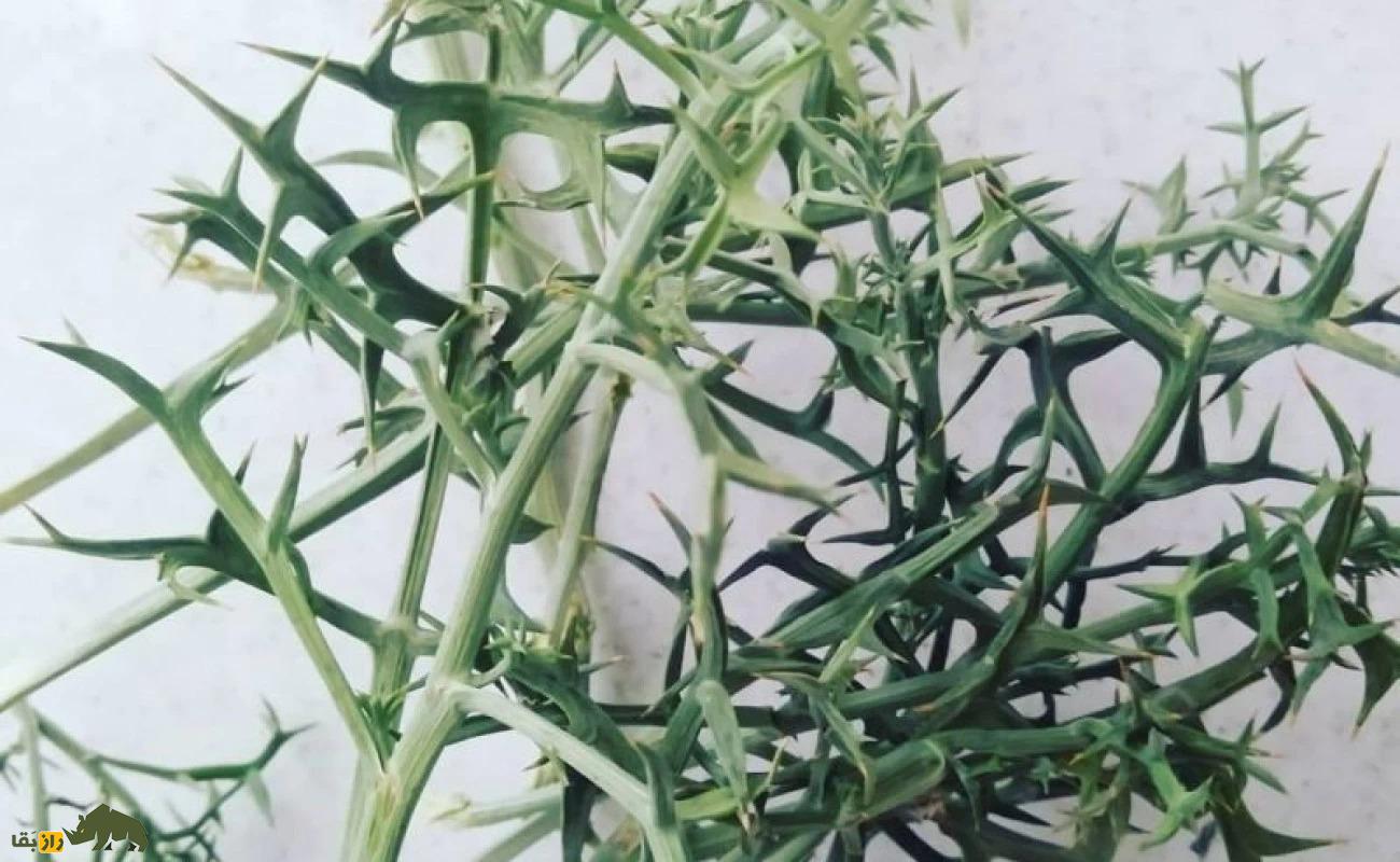 خوشاریزه؛ گیاهی دارویی و خوراکی که هم دلپیچه را درمان میکند و هم در غذاهای ماستدار استفاده میشود خوشاریزه